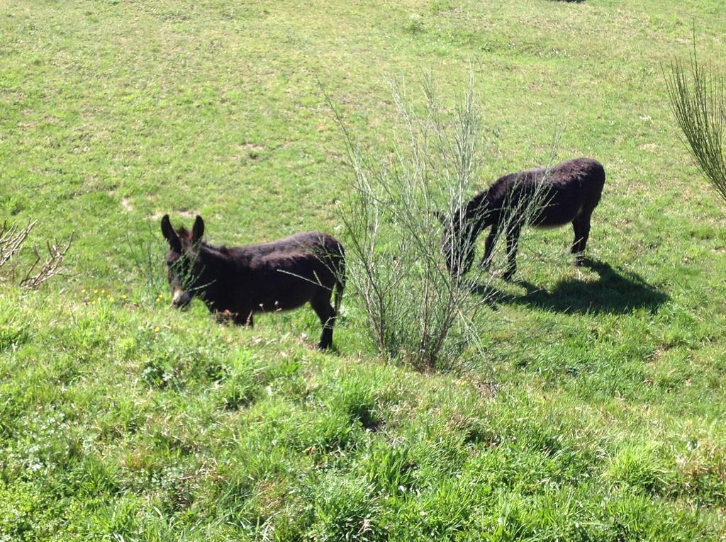 Il Ciliegio Selvatico Appartement Verbania Buitenkant foto
