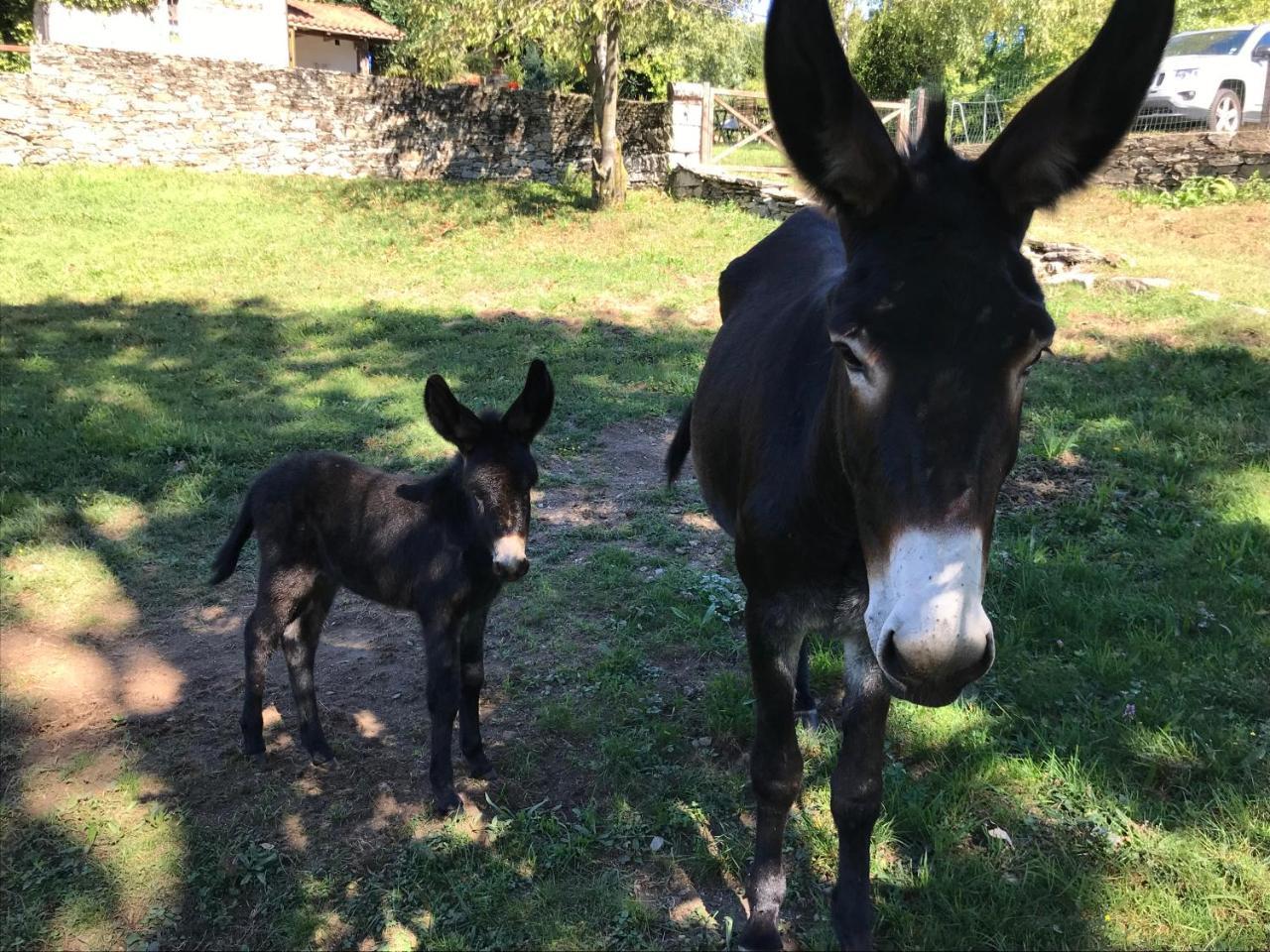 Il Ciliegio Selvatico Appartement Verbania Buitenkant foto