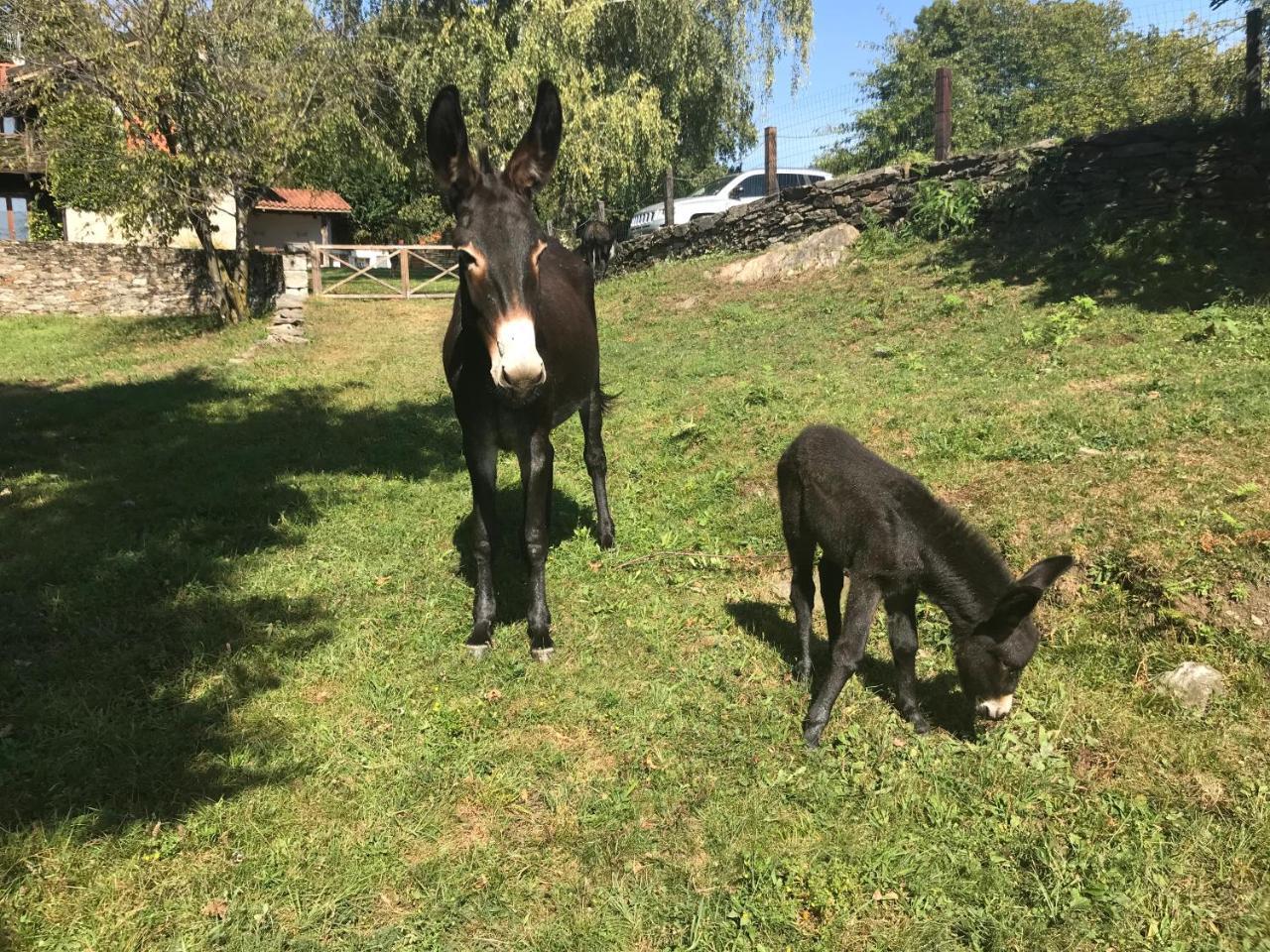 Il Ciliegio Selvatico Appartement Verbania Buitenkant foto