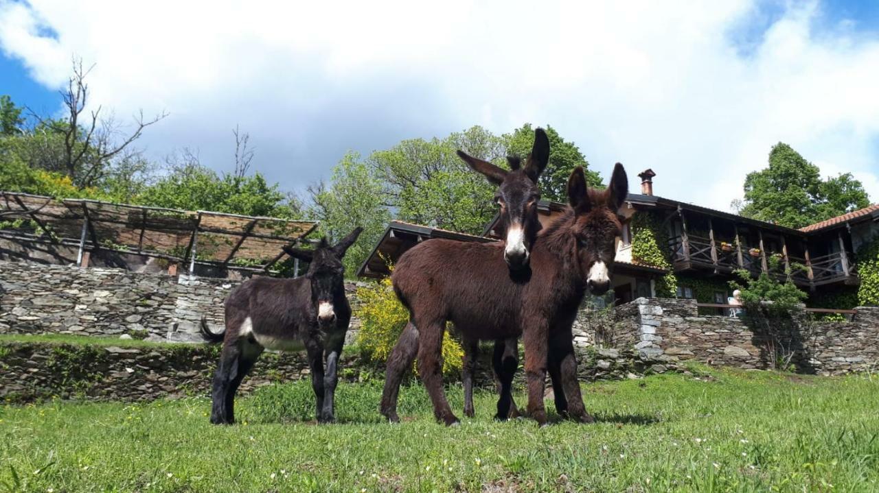 Il Ciliegio Selvatico Appartement Verbania Buitenkant foto